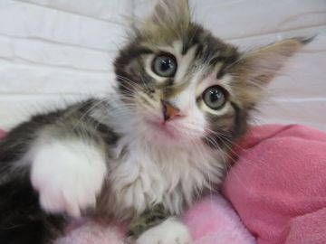 メインクーン【愛媛県・女の子・2018年11月30日・ブラウンタビー&ホワイト】の写真「愛らしい女の子。白い胸のフリルと白い長靴が美しい。」