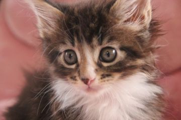 メインクーン【愛媛県・女の子・2016年8月27日・ブラウンタビー&ホワイト】の写真「白い胸のフリル、白い手袋、白いソックスが可愛い。」