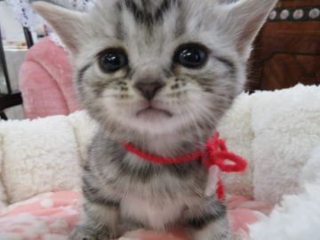 アメリカンショートヘア【愛媛県・女の子・2017年11月3日・シルバータビー】の写真「なんて愛らしい、大きな瞳!!　超可愛いです!!」