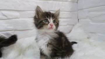 メインクーン【愛媛県・男の子・2018年12月3日・ブラウンタビー&ホワイト】の写真「白い胸のフリルと長靴がゴージャス。遺伝子検査クリア」