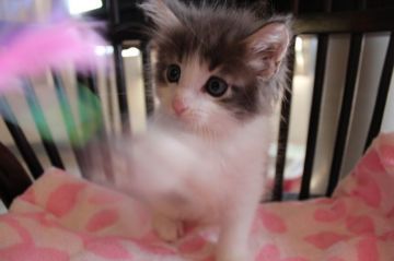 メインクーン【愛媛県・男の子・2015年7月7日・ブルー&ホワイト（ロング）】の写真「胸のフリルがゴージャス。美しいメインクーン。」