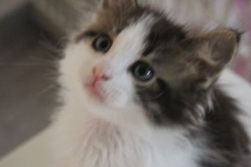 メインクーン【愛媛県・男の子・2015年3月3日・ブラウンタビー、ホワイト（ロング）】の写真「八われちゃん。少し成長しました。目がきれい。」