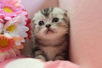 スコティッシュフォールド【愛媛県・女の子・2015年4月2日・シルバータビー】の写真「目がかわいい」