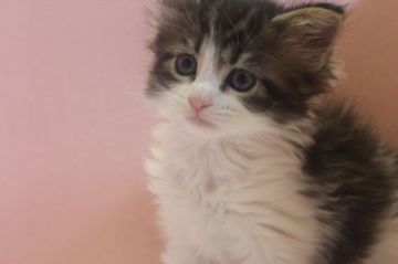 メインクーン【愛媛県・女の子・2015年3月3日・ブラウンタビー、ホワイト(ロング)（ロング）】の写真「少し成長して、ますます美しくなりました。」