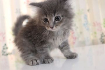 メインクーン【愛媛県・女の子・2015年3月15日・ブルータビー&ホワイト（ロング）】の写真「ロングで、ゴージャスなブルーです。」