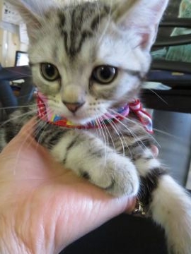アメリカンショートヘア【愛媛県・男の子・2017年2月12日・シルバータビー（ショート）】の写真「生後2ヶ月半。愛情深く育てています。」