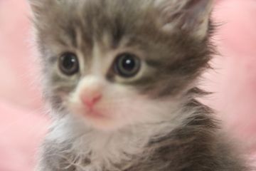 メインクーン【愛媛県・男の子・2016年8月27日・ブルータビー&ホワイト】の写真「ロングで　美しいブルーの男の子。」