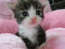 メインクーン【愛媛県・女の子・2017年1月3日・ブラウンタビー&ホワイト】の写真1