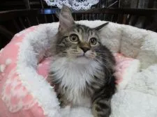 メインクーン【愛媛県・女の子・2018年6月27日・ブラウンタビー&ホワイト】の写真5「10月15日撮影」