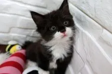 メインクーン【愛媛県・女の子・2019年11月7日・ブラックスモーク&ホワイト】の写真5