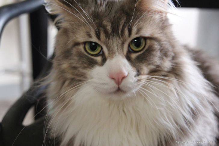 メインクーン【・男の子・2013年7月11日・ブルータビー&amp;ホワイト】