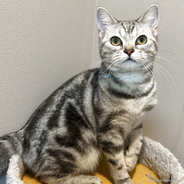 ブリーダー画像