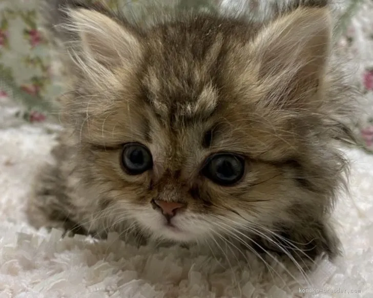 ID：2010-01109の子猫