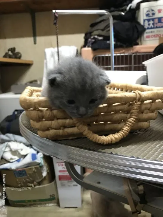 ID：1904-00934の子猫