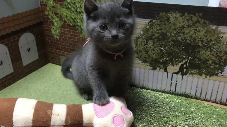 ID：2002-01272の子猫