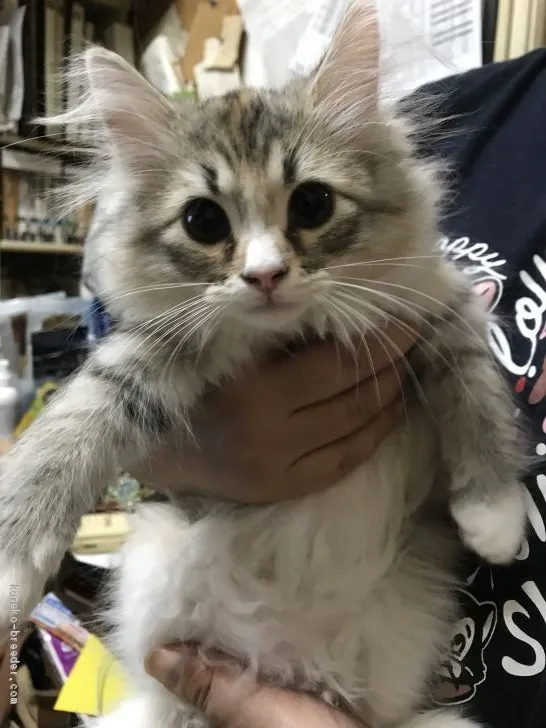 ID:1907-00337の子猫