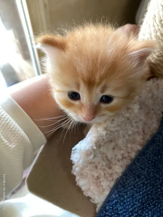 ID:2005-01482の子猫