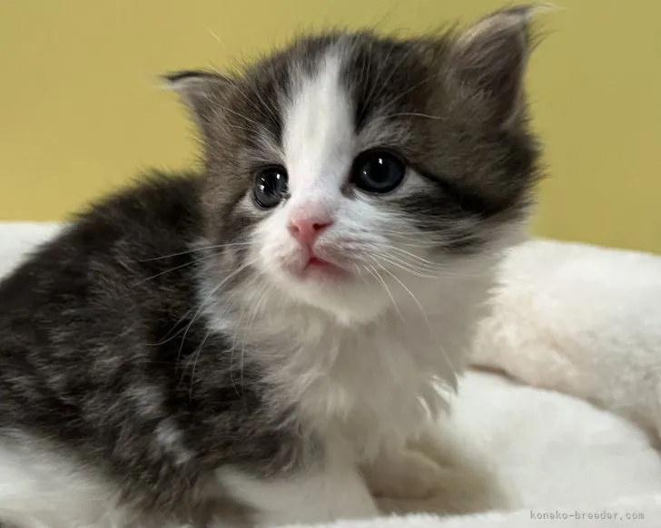 ID:2203-00342の子猫