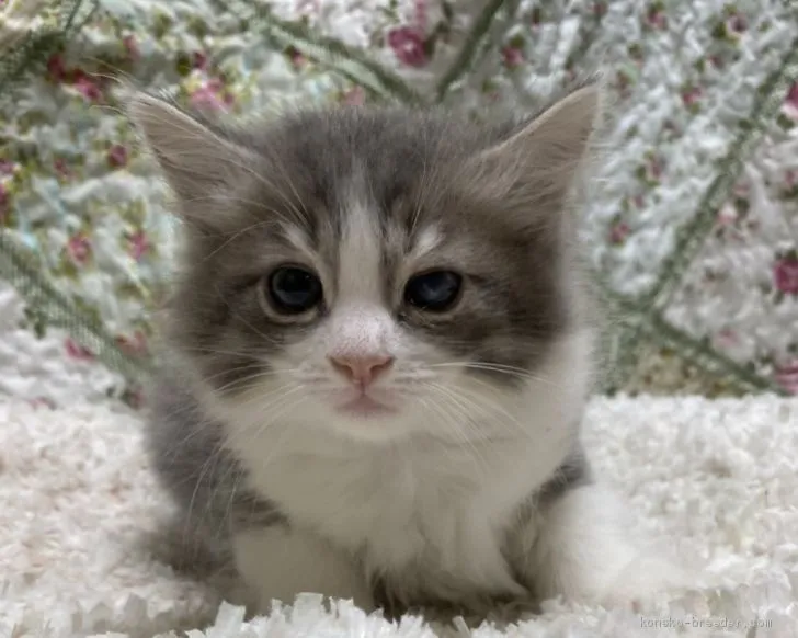 NH 様のお迎えした子猫