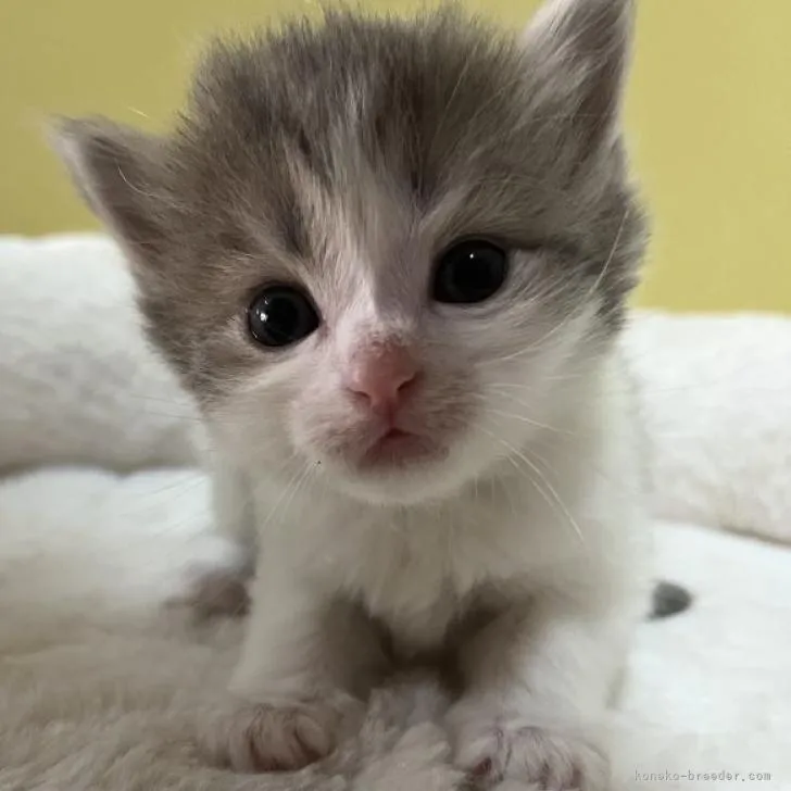 ID：2207-00673の子猫