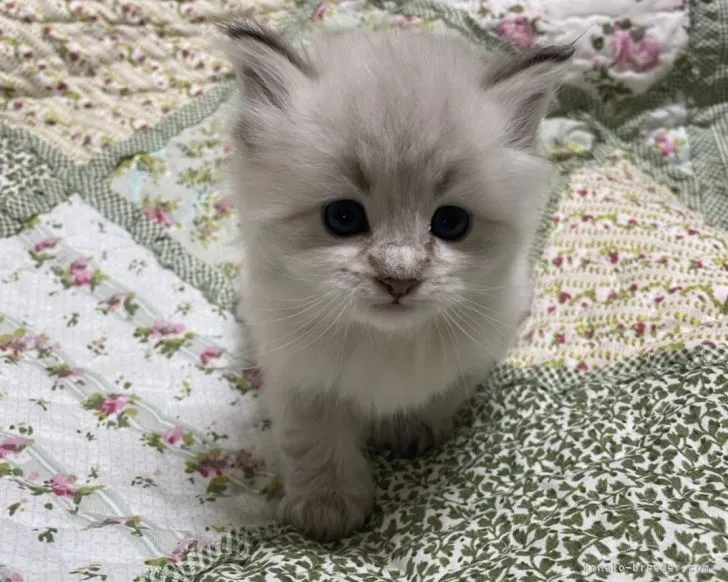 ID:2105-01128の子猫