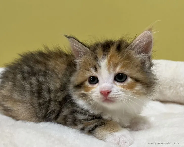 ID：2110-01538の子猫