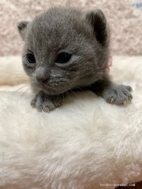 ID：2006-01064の子猫