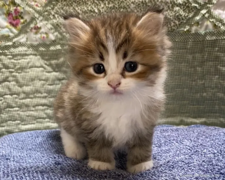 ID：2107-02699の子猫