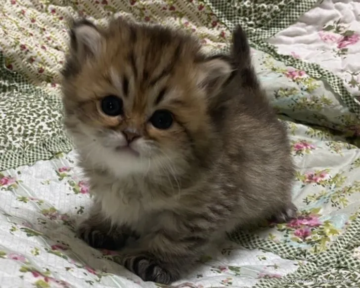 ID：2105-01131の子猫