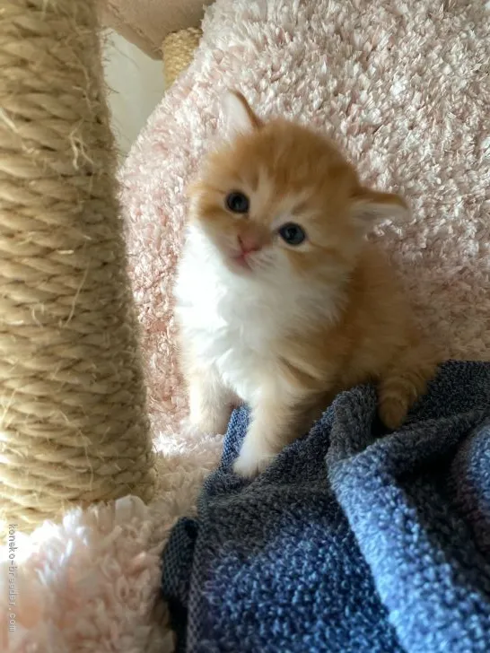 ID：2005-01483の子猫