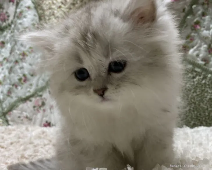 ID：2010-01108の子猫