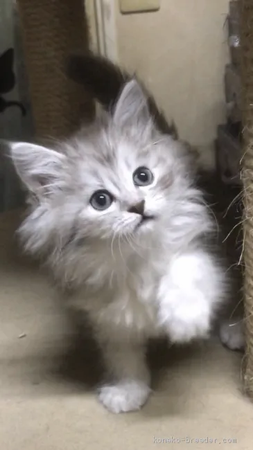 シェフ 様のお迎えした子猫