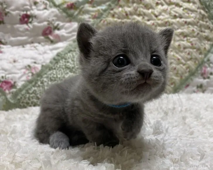 ID:2107-01939の子猫