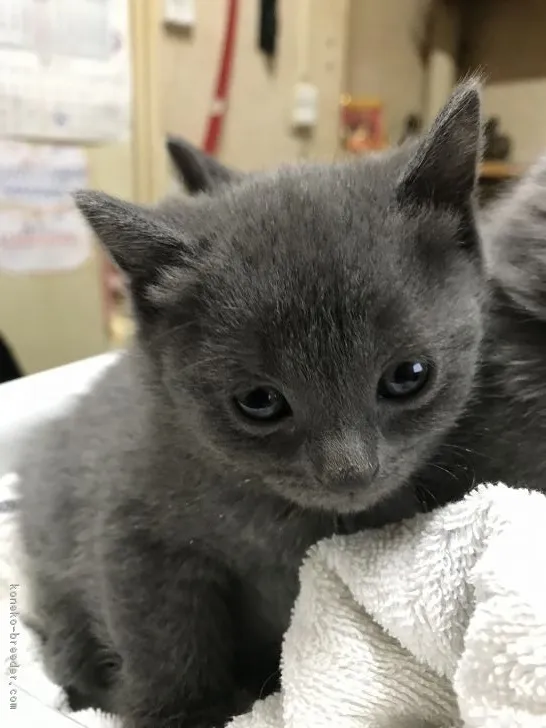 かい 様のお迎えした子猫