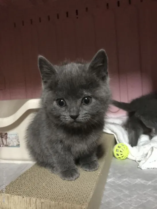 ID：2001-00387の子猫