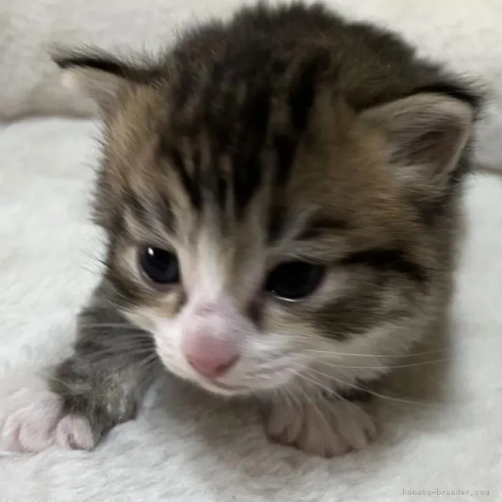 ID:2207-00679の子猫