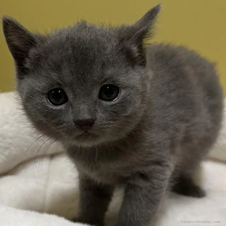 ID:2211-01114の子猫