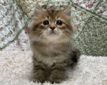 サイベリアン【大阪府・女の子・2020年10月3日・ブラウンパッチドタビー&ホワイト（柔らかなロングのトリプルコート）】の写真「ママチャンピオン❗️コロナ支援再開です‼️」