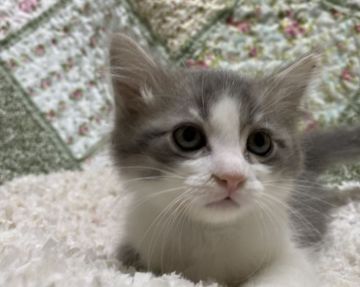 サイベリアン【大阪府・男の子・2020年10月3日・ブルーマッカレルタビー&ホワイト（柔らかなロングのトリプルコート）】の写真「ママチャンピオン❣️コロナ増加にて支援再開です❗️」