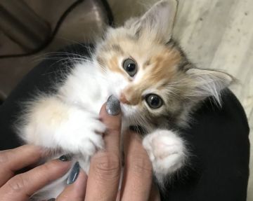 サイベリアン【大阪府・女の子・2020年10月3日・ブラウンパッチドタビー&ホワイト（柔らかなロングのトリプルコート）】の写真「ママチャンピオン。綺麗なマダラの女の子です。」