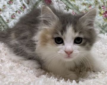 サイベリアン【大阪府・女の子・2020年10月3日・ブルーパッチドタビー&ホワイト（柔らかなロングのトリプルコート）】の写真「ママはチャンピオン可愛い兄妹❤️コロナ支援再開❗️」