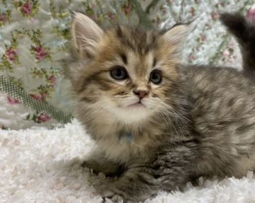 サイベリアン【大阪府・男の子・2020年10月3日・ブラウンマッカレルタビー&ホワイト（柔らかなロングのトリプルコート）】の写真「お顔がプクプクで可愛い💕コロナ支援再開です❗️」