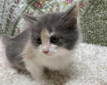 サイベリアン【大阪府・女の子・2020年10月3日・ダイリュートキャリコ（柔らかなロングのトリプルコート）】の写真「ママチャンピオン❣️コロナ増加にて支援再開です❗️」