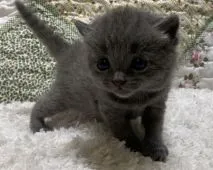 シャルトリュー【大阪府・女の子・2021年7月8日・ブルー】の写真1「7月21日撮影。ピンクリボンをつけて居ます。」