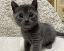猫の目の色は何種類 宝石みたいな猫の目まとめ みんなのペットライフ 猫の目の色は何種類 宝石みたいな猫の目まとめ みんなのペットライフ