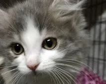 サイベリアン【大阪府・女の子・2021年5月15日・ブルーマッカレルタビー&ホワイト】の写真1「7月18日撮影。美しくなりました💖」