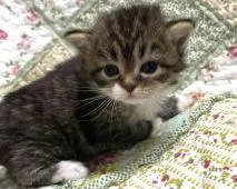 サイベリアン【大阪府・女の子・2021年5月15日・ブラウンマッカレルタビー&ホワイト】の写真1「5月31日撮影。おとぼけ顔の可愛らしいちゃんです💕」