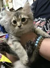 サイベリアン【大阪府・男の子・2019年6月3日・ブラウンマッカレルタビー】の写真1「8月31日撮影」