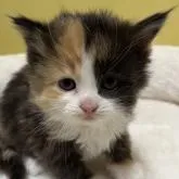 サイベリアン【大阪府・女の子・2022年10月19日・キャリコ】の写真1「11月24日撮影。可愛らしい女の子です💖」