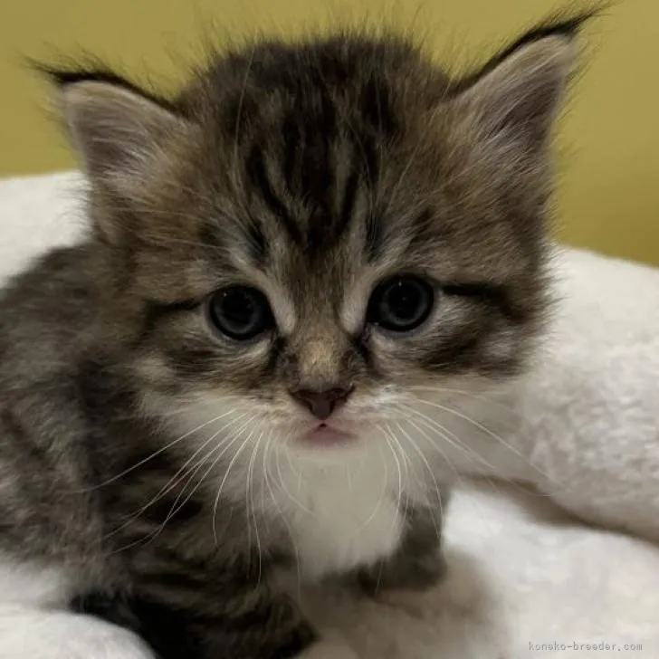 ID：2211-02346の子猫